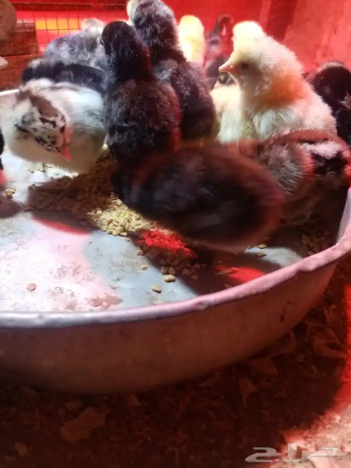 صوص محسن بعمر 2 يوم الأمهات للعرض فقط 5