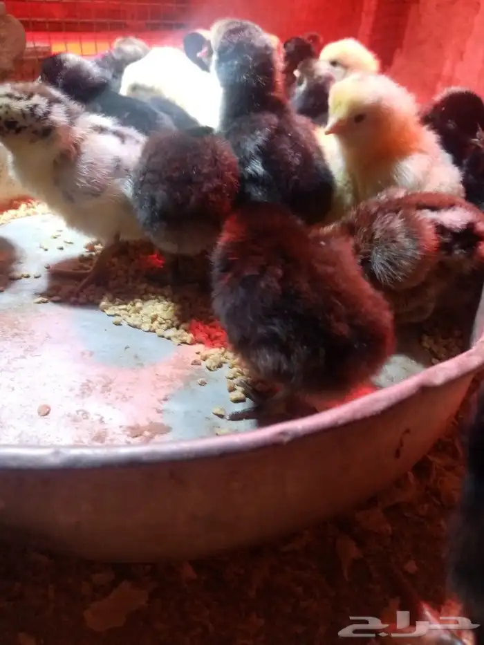 صوص محسن بعمر 2 يوم الأمهات للعرض فقط 7