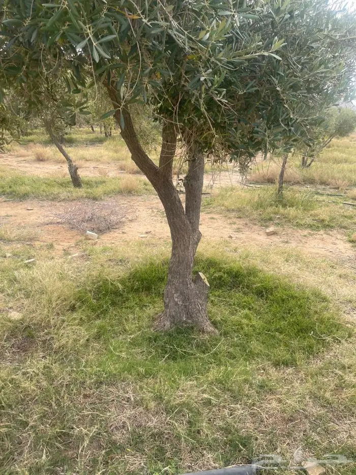 اشحار زيتون من بوصة الي5بوص و2 الي 4 متر 9