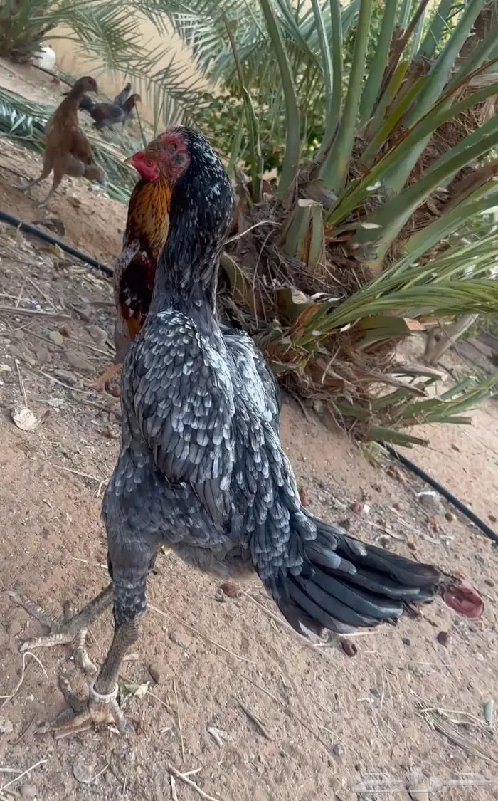 ديوك ودجاج جملة 14