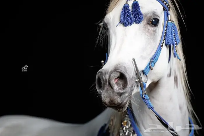 تدريب ركوب -إيواء خيل - عسف - إيجار يومي 8
