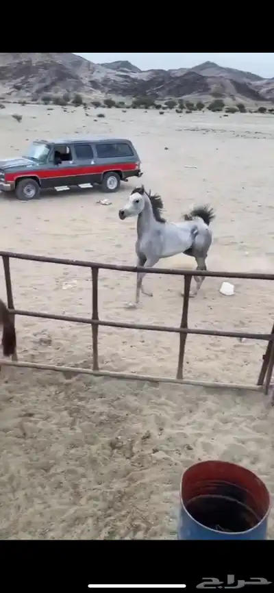 حصان واهو 0