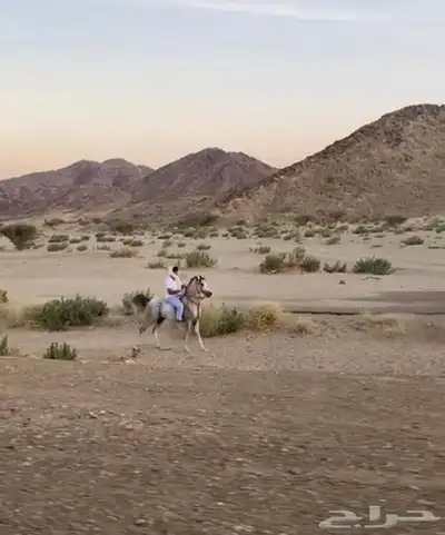 حصان واهو 2