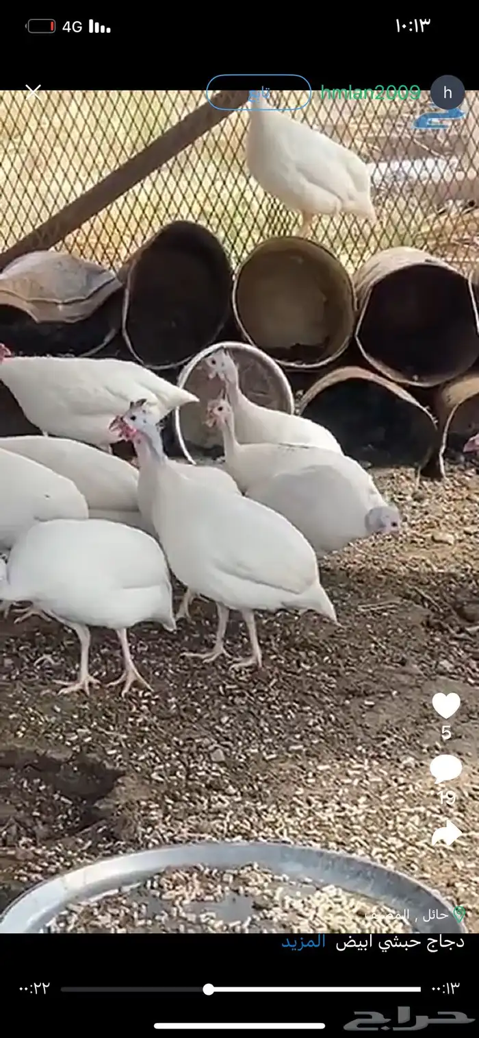 جنوب حايل الروضه 1