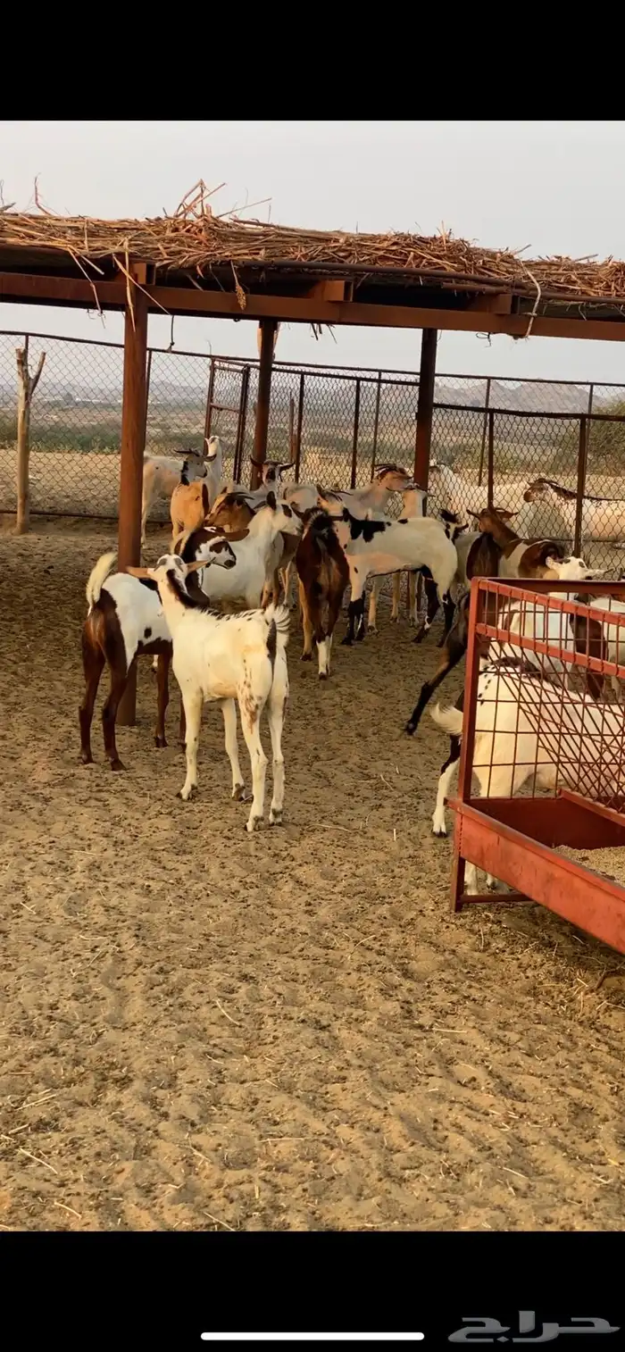 تيوس ذبايح للبيع 0