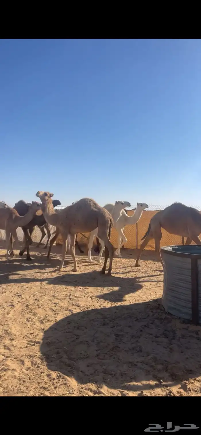 حشو لللبيع تفريد 1