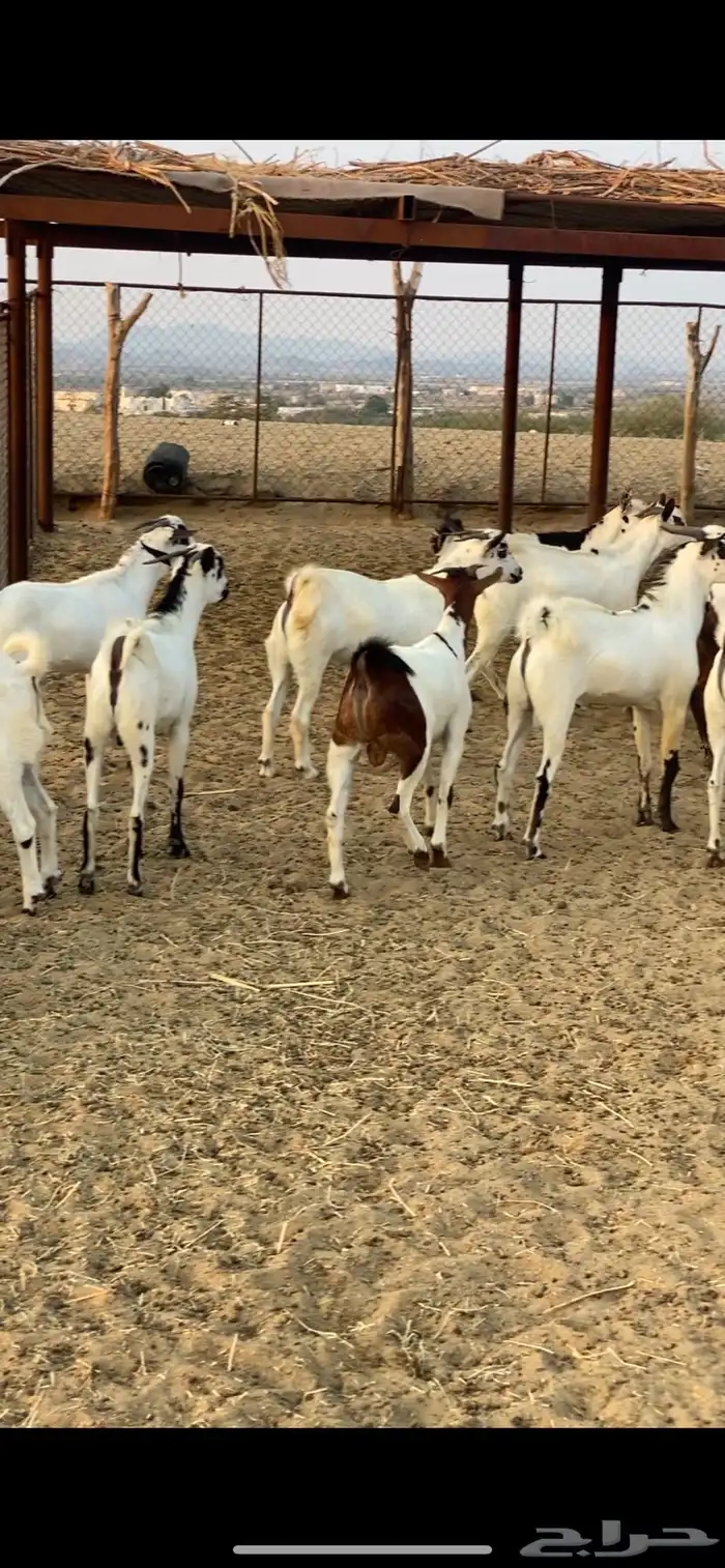 تيوس ذبايح للبيع 2