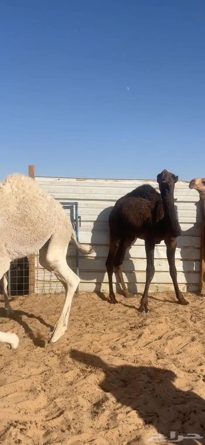حشو لللبيع تفريد 3