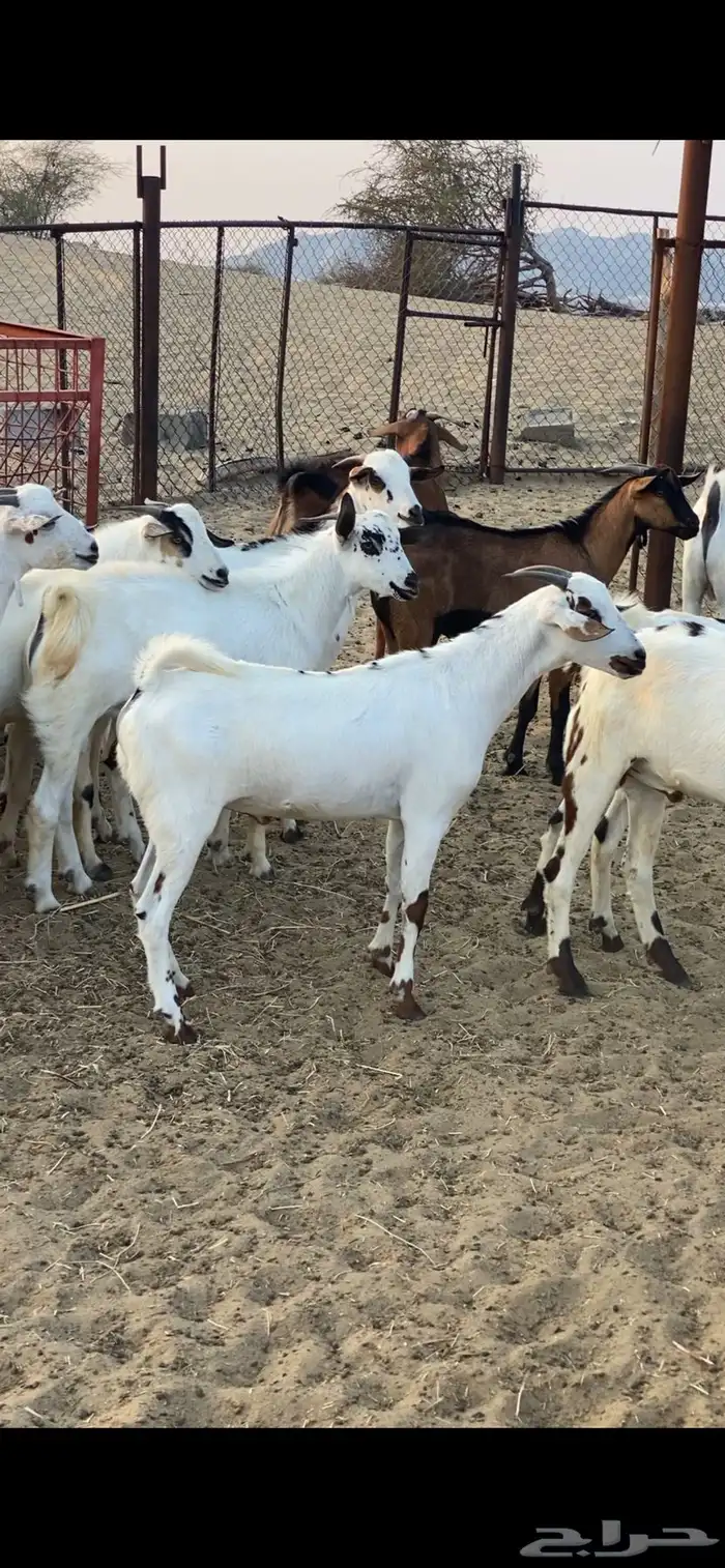 تيوس ذبايح للبيع 3