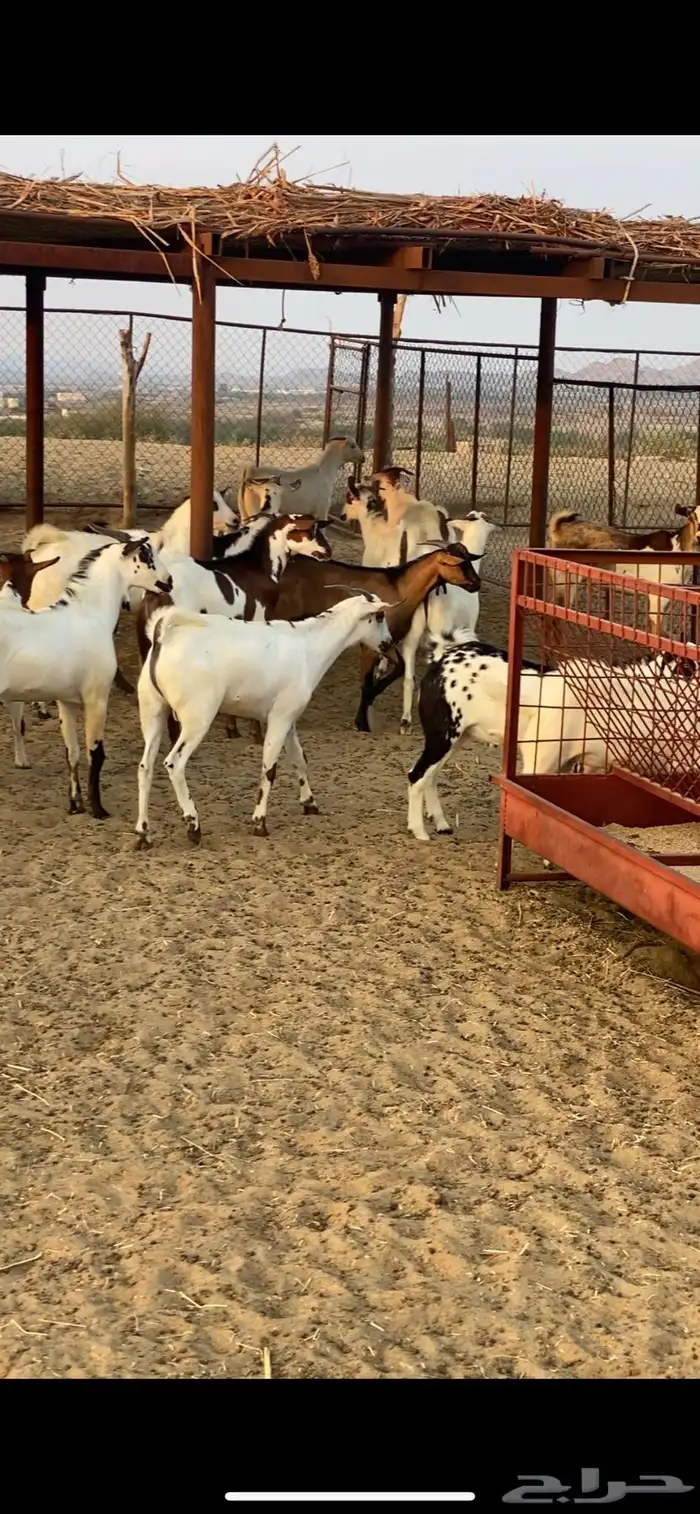 تيوس ذبايح للبيع 1