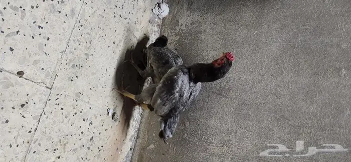 دجاج كوشامو قزم جوزين 0