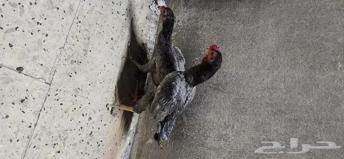 دجاج كوشامو قزم جوزين 1