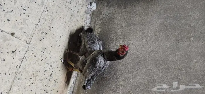 دجاج كوشامو قزم جوزين 2