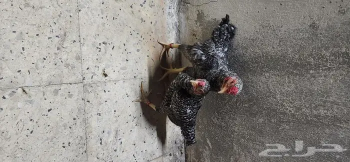 دجاج كوشامو قزم جوزين 7