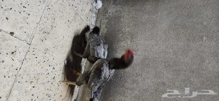 دجاج كوشامو قزم جوزين 3