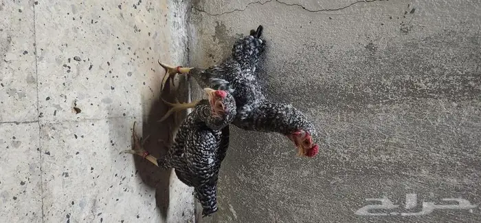 دجاج كوشامو قزم جوزين 6