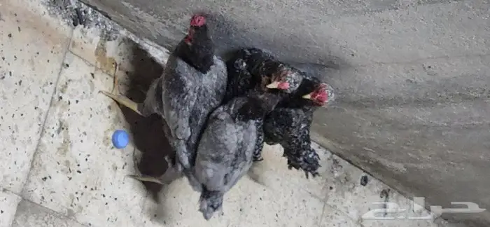 دجاج كوشامو قزم جوزين 8