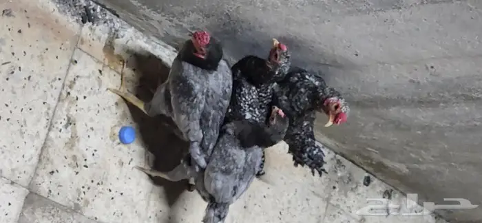 دجاج كوشامو قزم جوزين 9