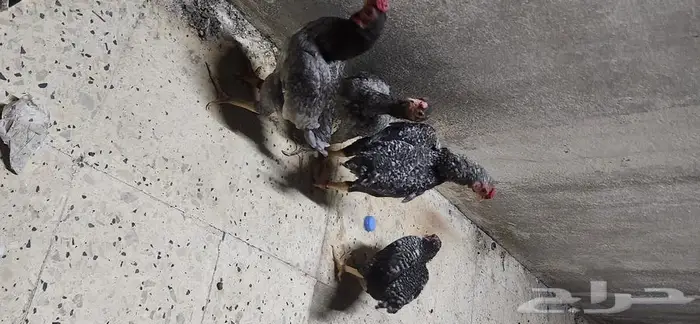 دجاج كوشامو قزم جوزين 10