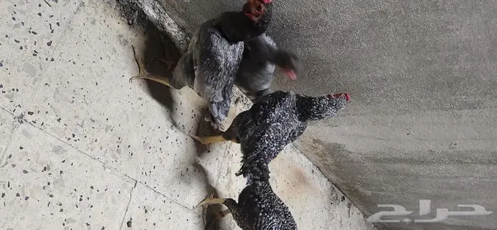 دجاج كوشامو قزم جوزين 11