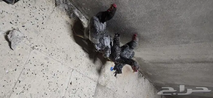 دجاج كوشامو قزم جوزين 12