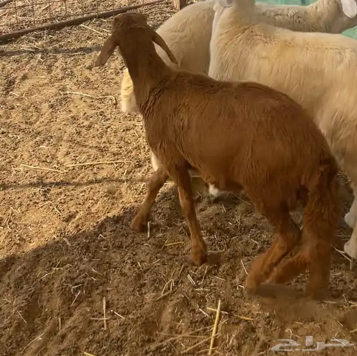 ذبائح طليان ورخال حري سواكني تيوس محايلي وعقيقةالتقيم مرتفع 18