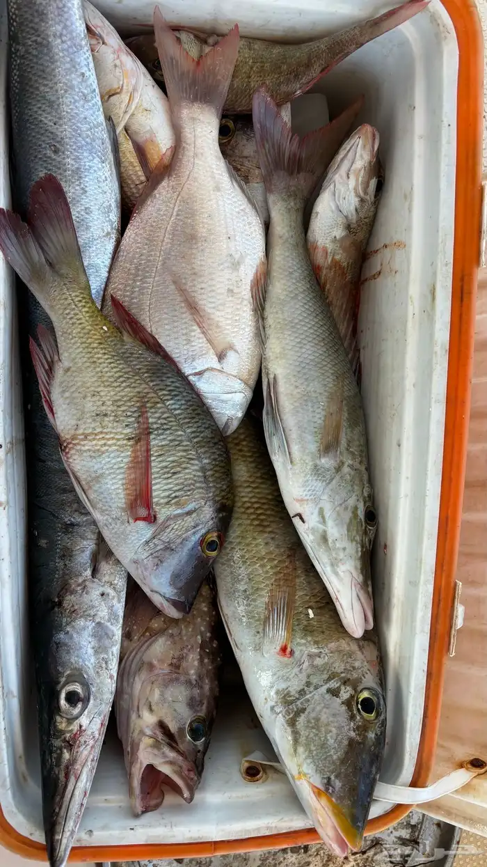 قارب من مرسى الرايس رحله فردية 2