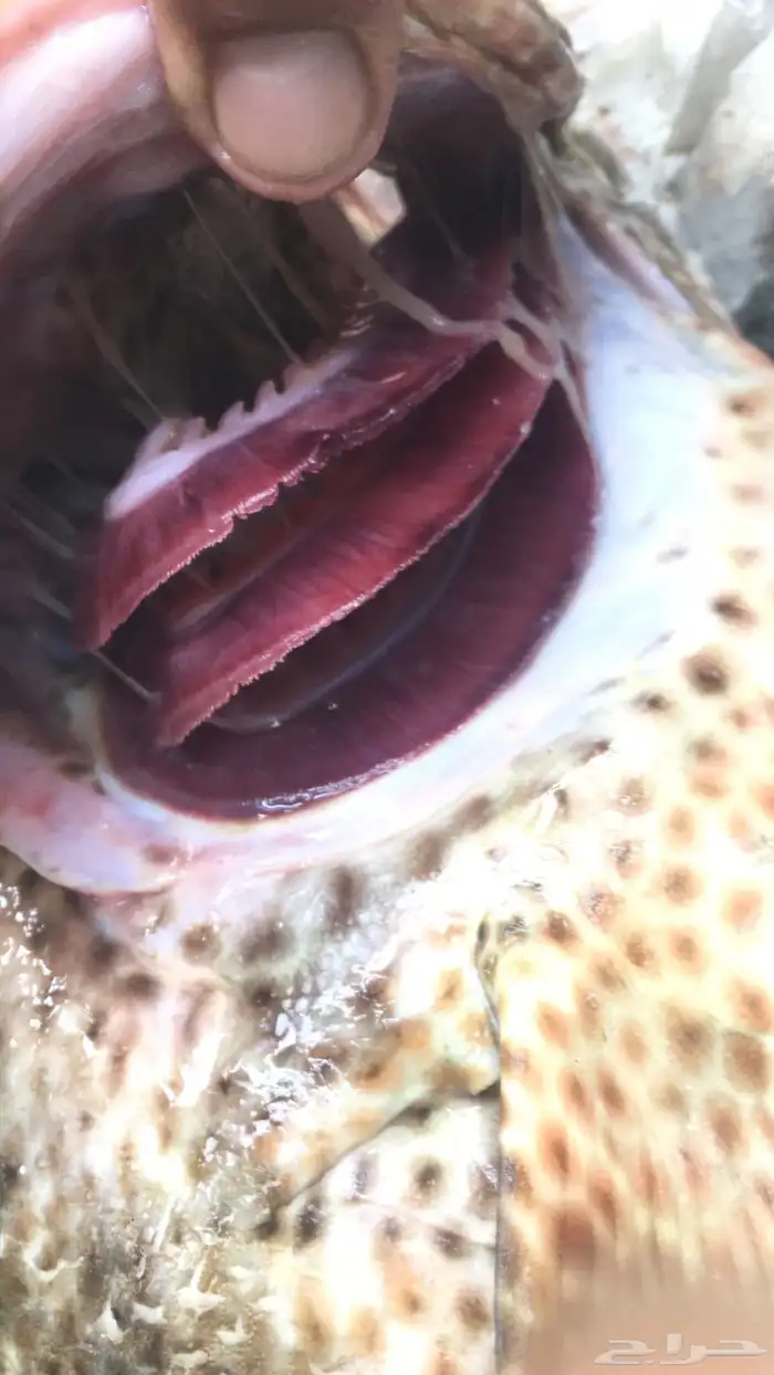 سمك بحري طازج 1