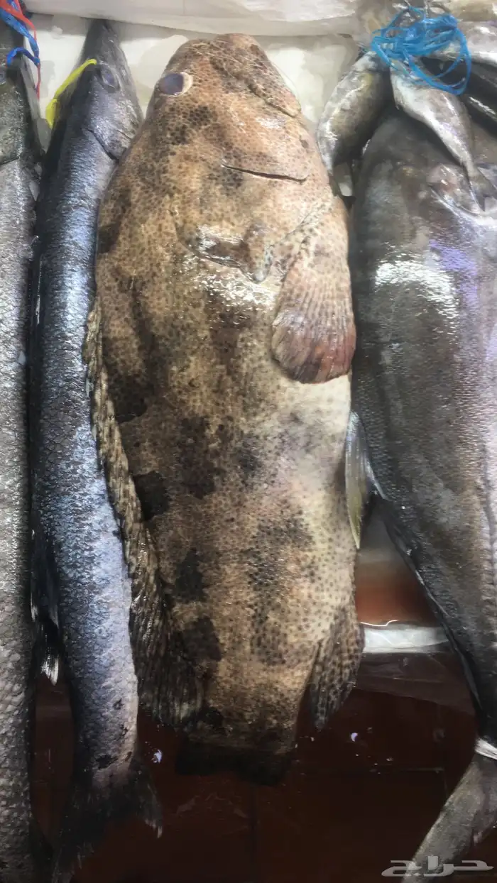 سمك بحري طازج 3