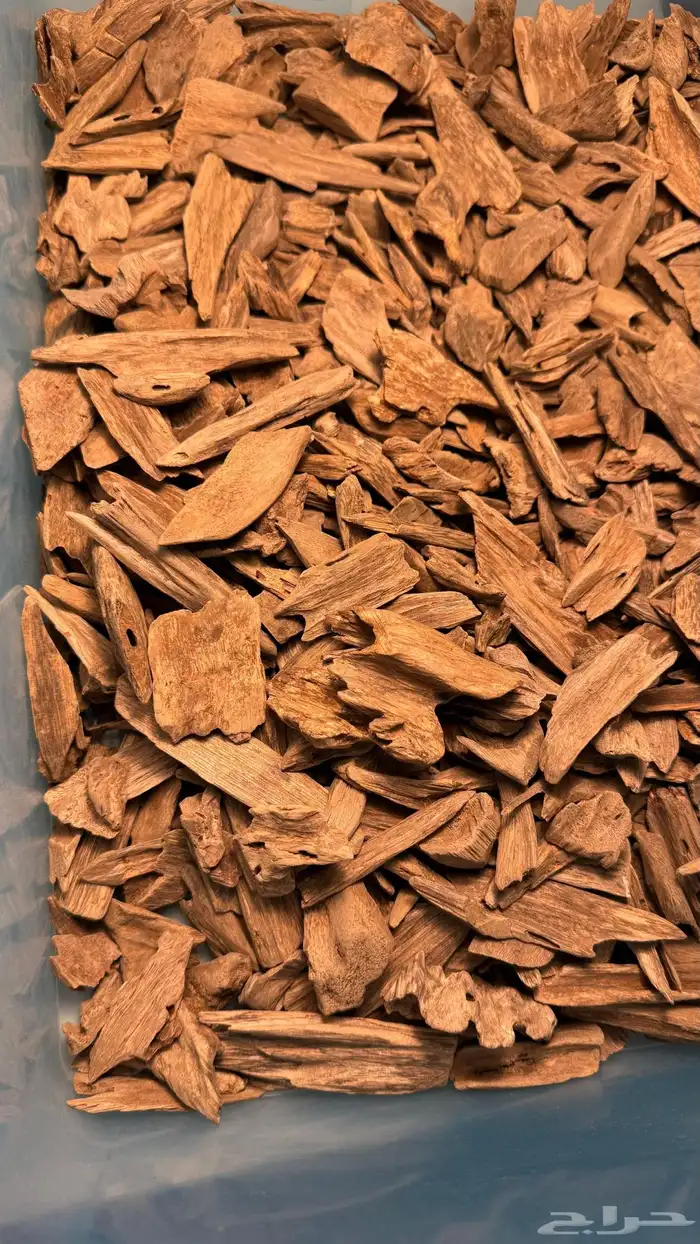 عود مروكي حي 0