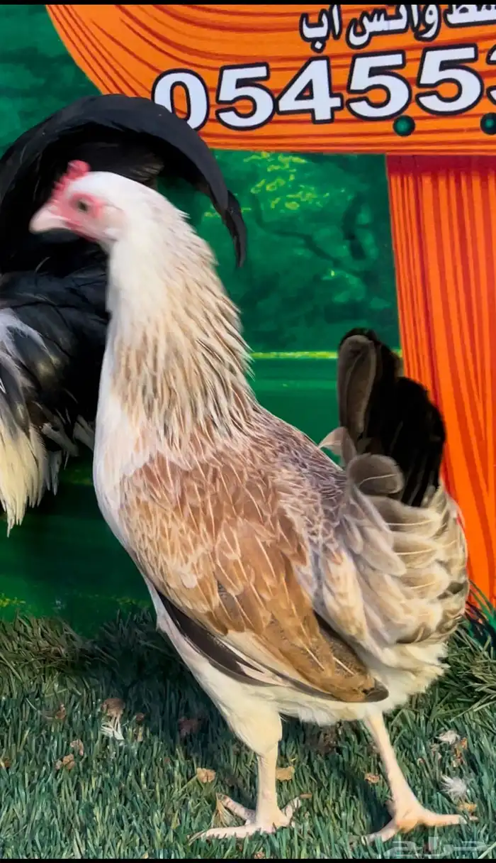 دجاج عربي ترثه . تخفيضات 35   . الجمعه البيضاء نهاية السنه 4