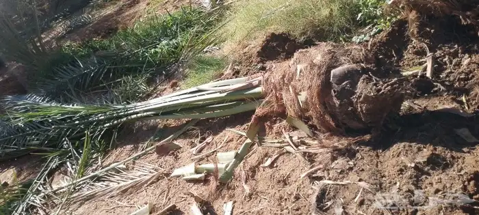 فسايل ودي نخل برني كبار 5