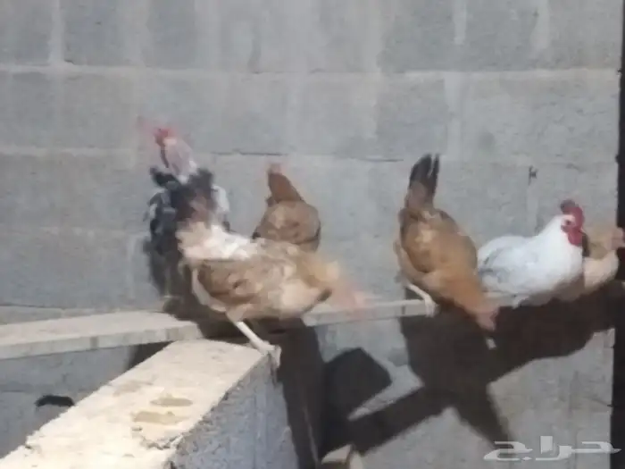 دجاج بلدي بياض شررط 4