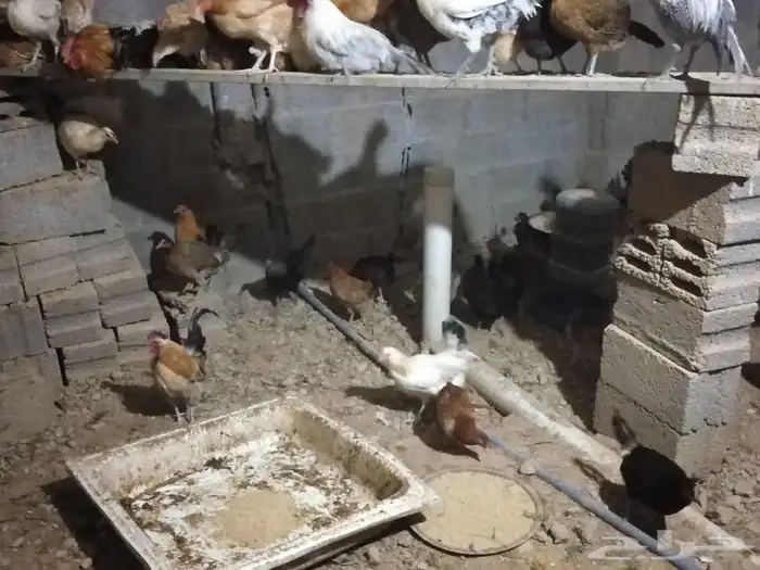 دجاج بلدي بياض شررط 3
