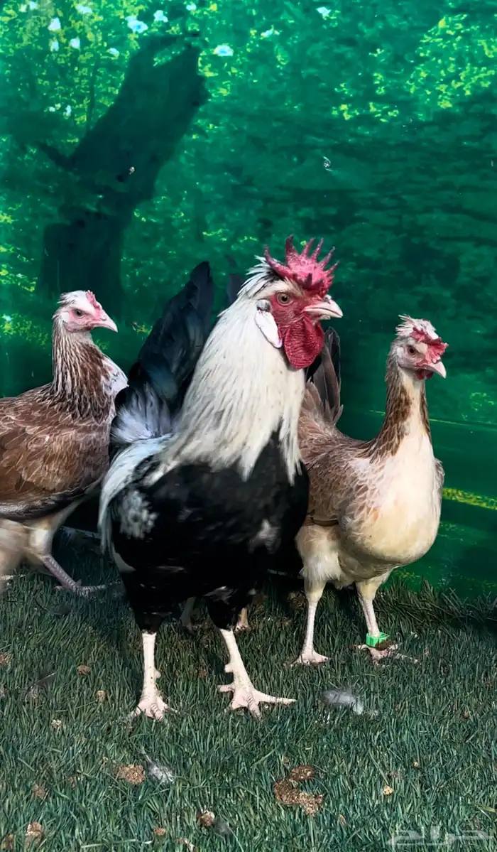 دجاج عربي ترثه . تخفيضات 35   . الجمعه البيضاء نهاية السنه 13