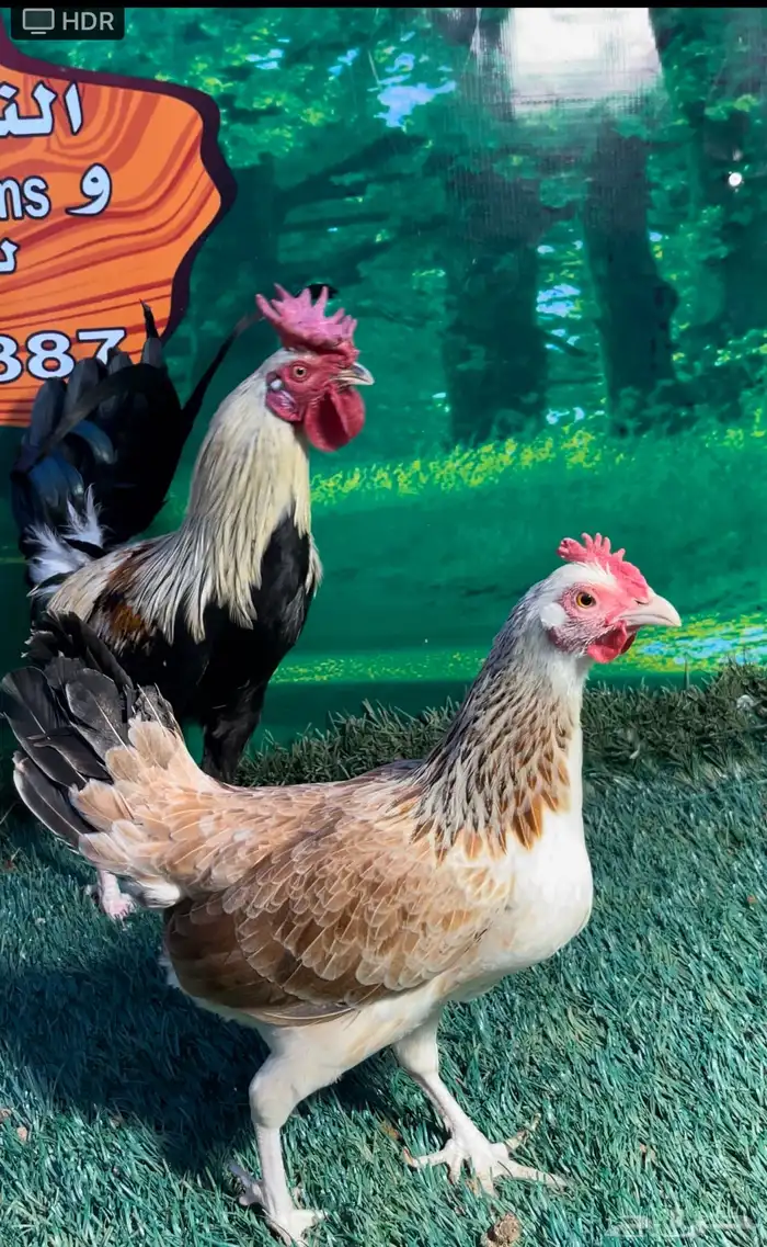 دجاج عربي ترثه . تخفيضات 35   . الجمعه البيضاء نهاية السنه 6