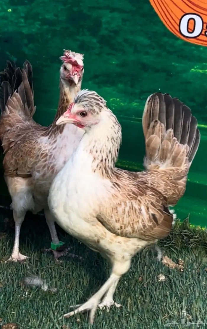 دجاج عربي ترثه . تخفيضات 35   . الجمعه البيضاء نهاية السنه 14