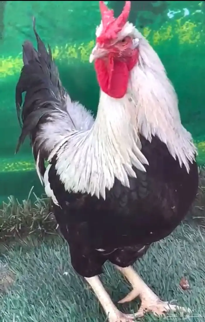 دجاج عربي ترثه . تخفيضات 35   . الجمعه البيضاء نهاية السنه 16