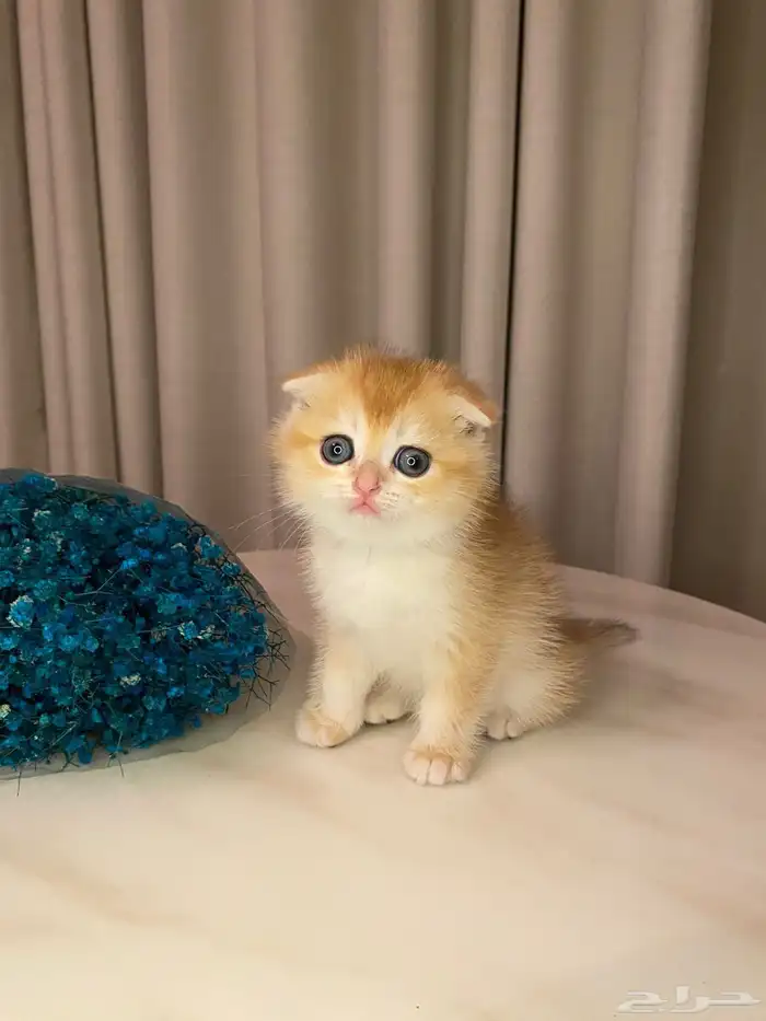 قطط سكوتش فولد قولد للبيع 1