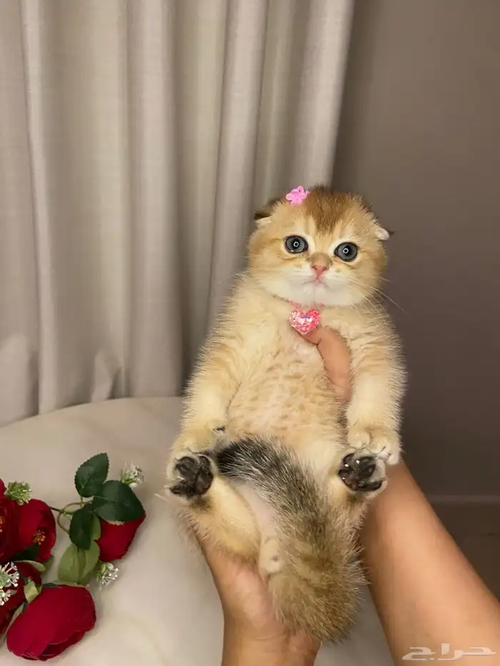 قطط سكوتش فولد قولد للبيع 0