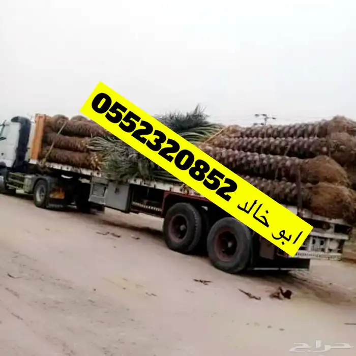 نخل عربي ممتاز خالي من السوسة جميع المقاصات وسعر مناسب 1