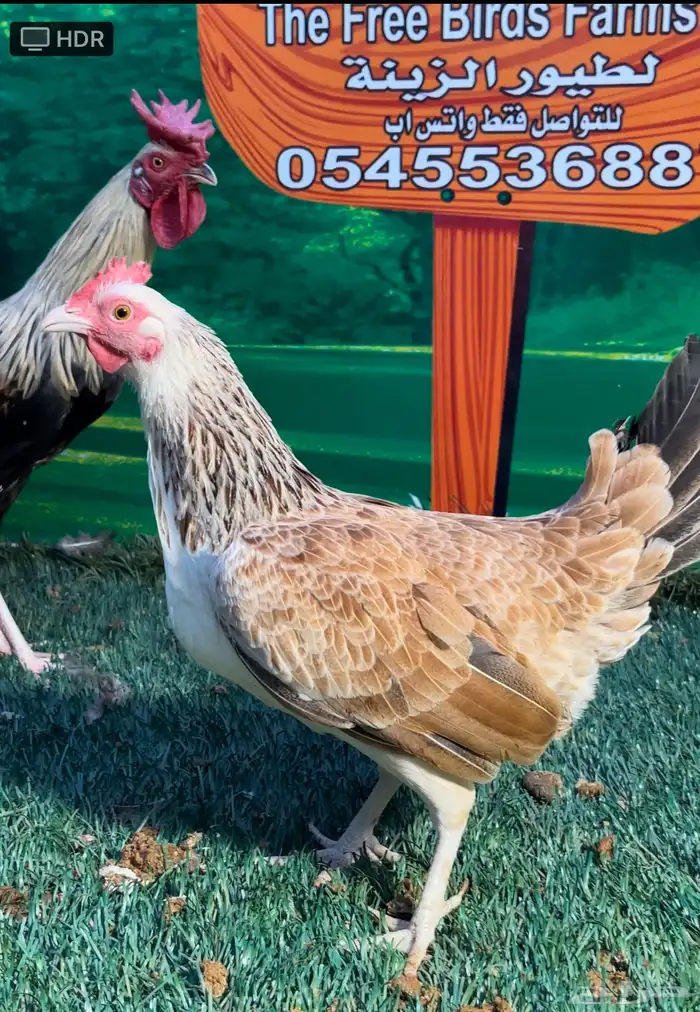 دجاج عربي ترثه . تخفيضات 35   . الجمعه البيضاء نهاية السنه 9