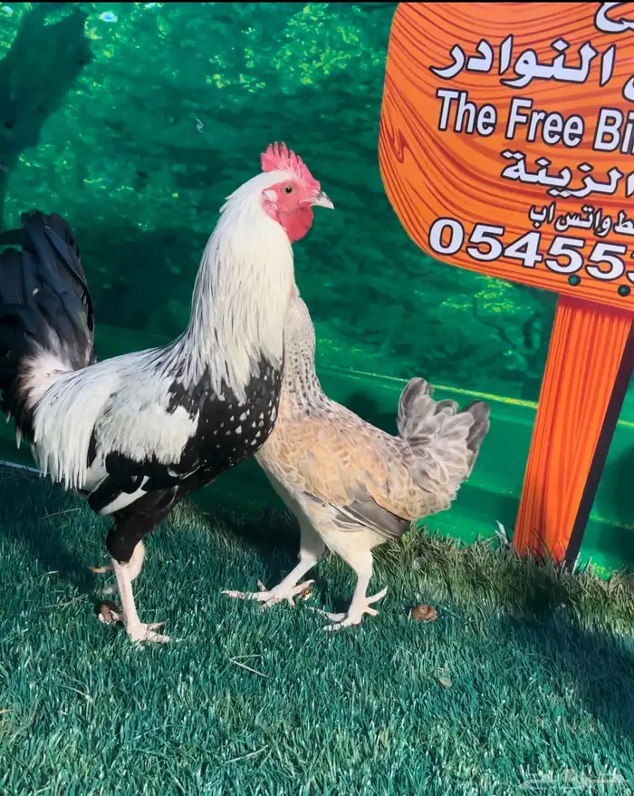 دجاج عربي ترثه . تخفيضات 35   . الجمعه البيضاء نهاية السنه 2