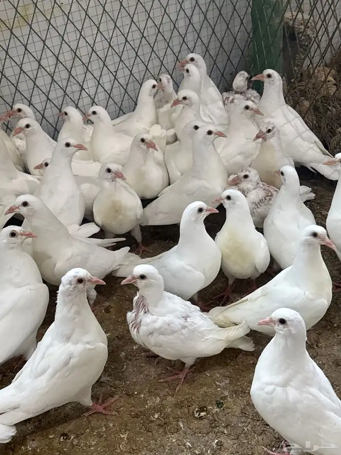 طيور بيت الزاجل 12