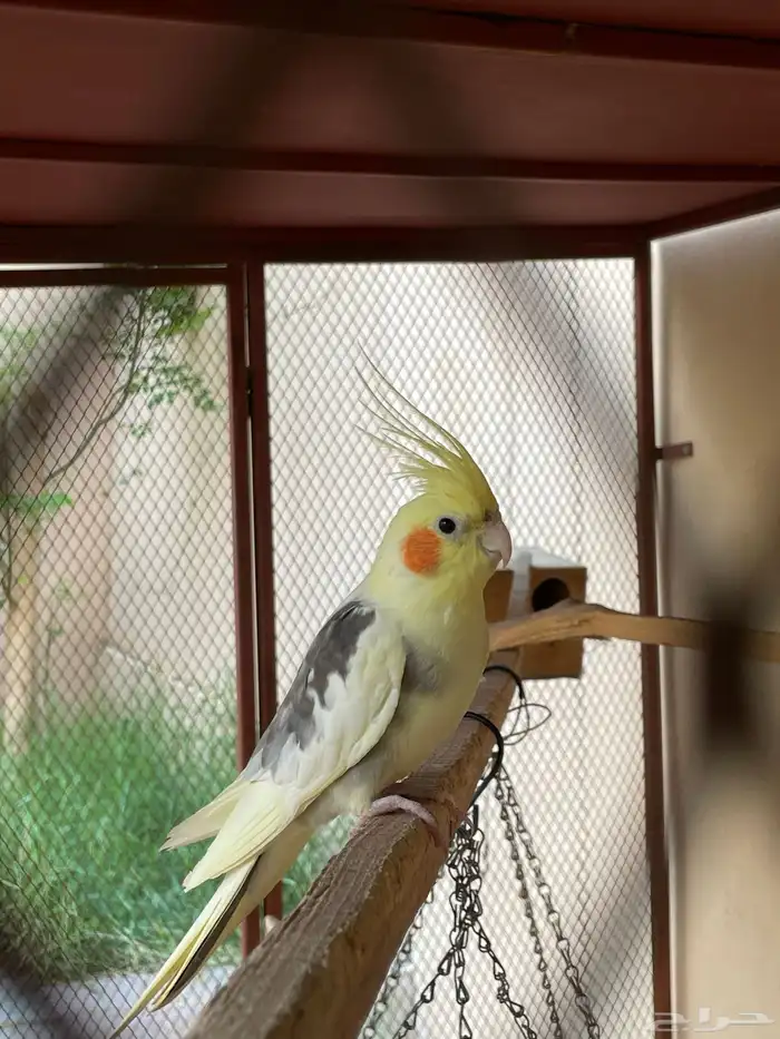 ذكر كروان 1