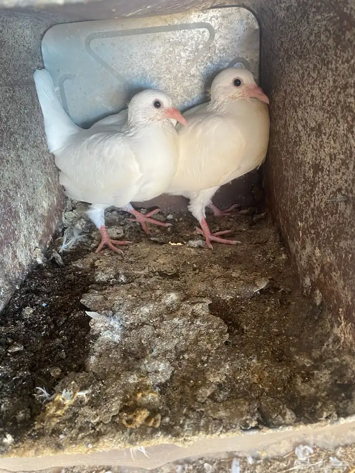 حمام فرنسي 1