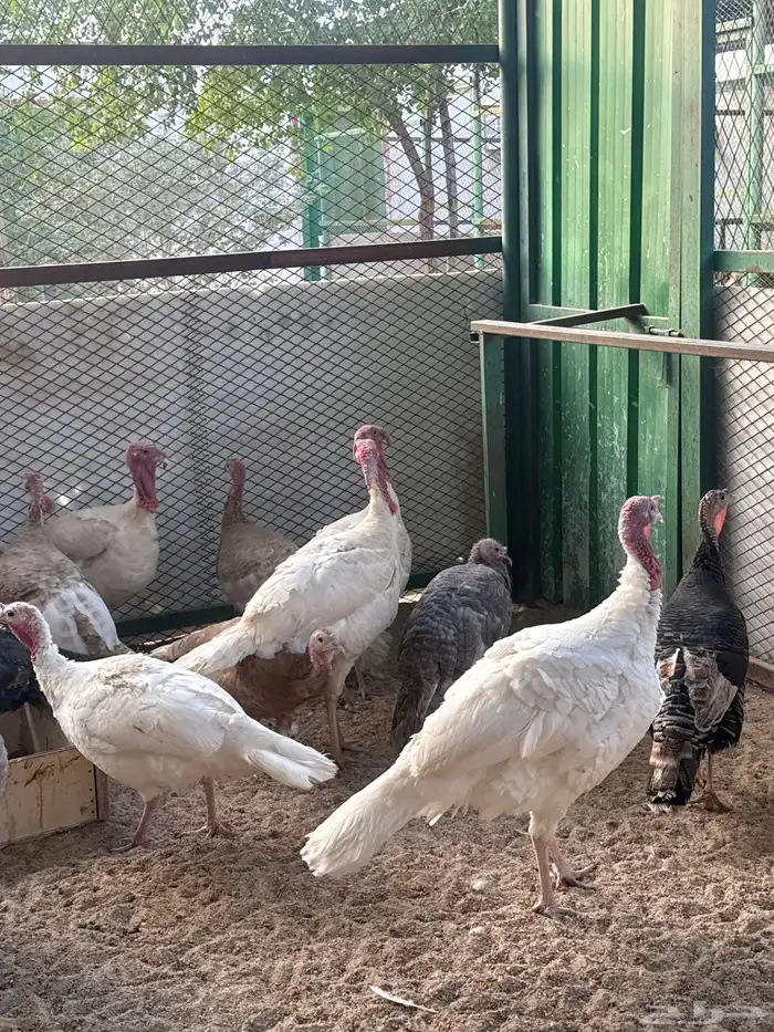 طيور بيت الزاجل 8