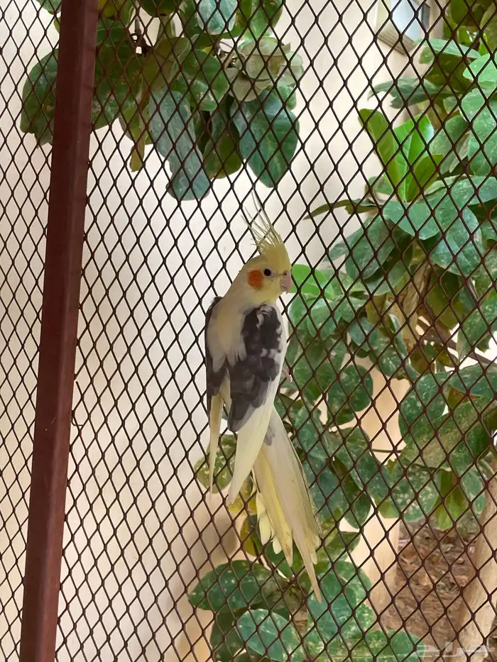 ذكر كروان 2