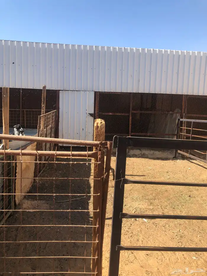 حوش غنم ( تم الحجز الاحواش) 0