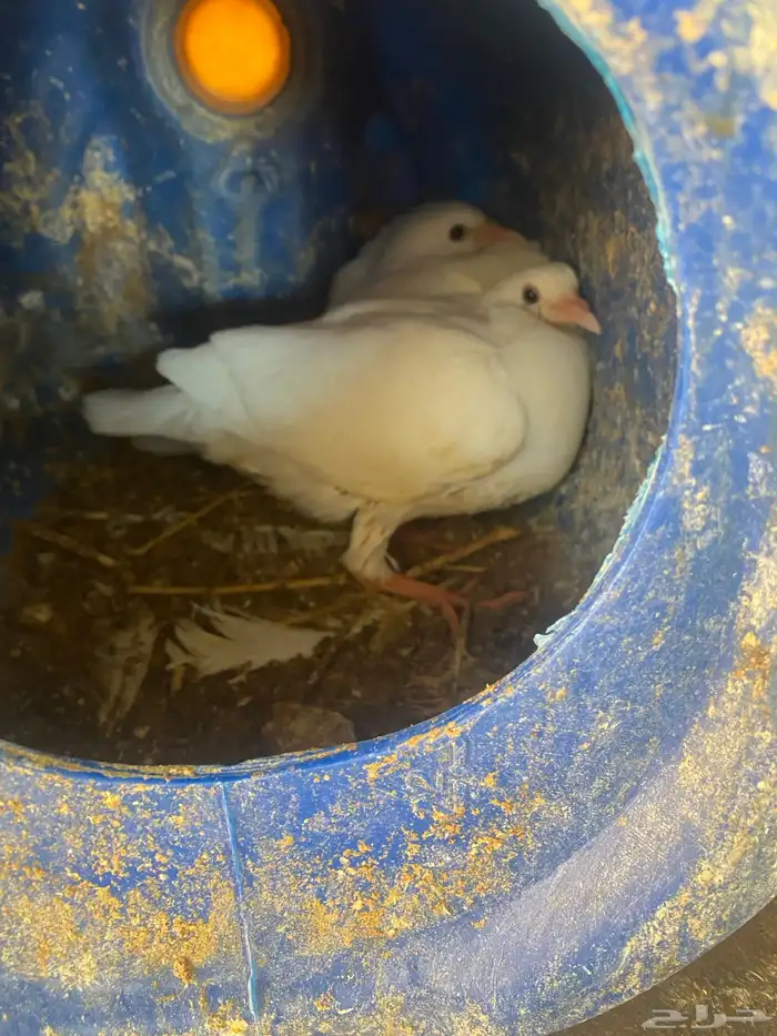 حمام فرنسي 3